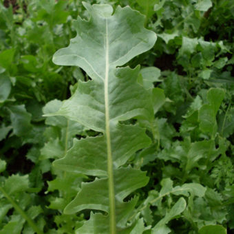Cardoncella Barese Endive Escarole, Cardoncella Barese (Organic)