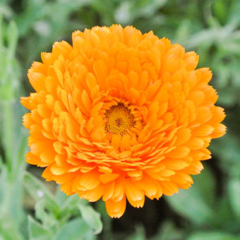 Organic Erferter Calendula Seed