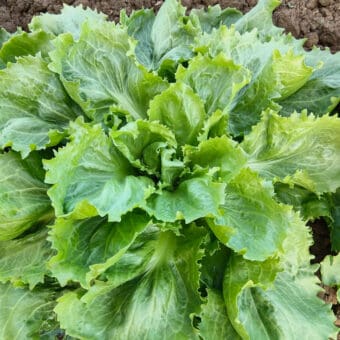 Organic Ascolana Escarole seed