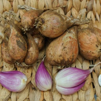 Organic French Grey Shallot seed