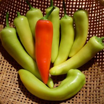 Hot Pepper, Gabi Hot Wax (Organic)