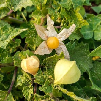 Otto’s Brush Creek Ground Cherry organic otto's brush creek Ground Cherry seeds