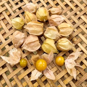 organic otto's brush creek Ground Cherry seeds