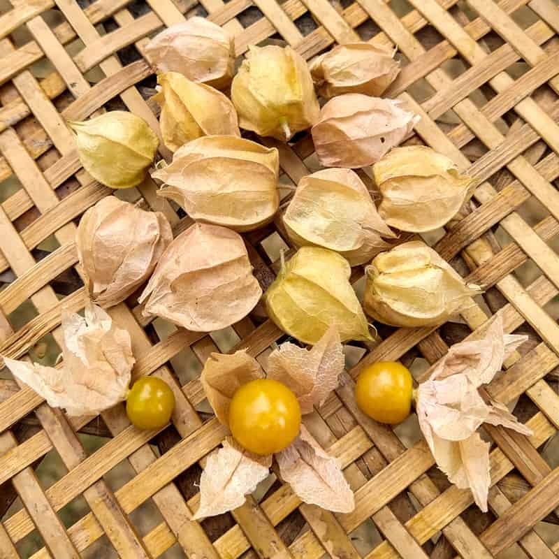 organic otto's brush creek Ground Cherry seeds