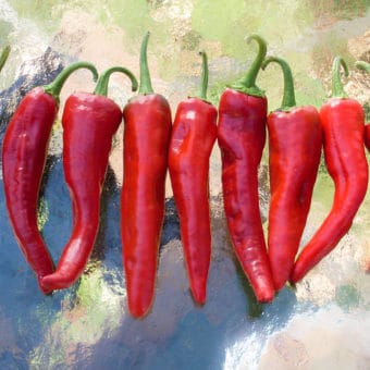 chimayo Organic Hot Pepper Chimayo Seed