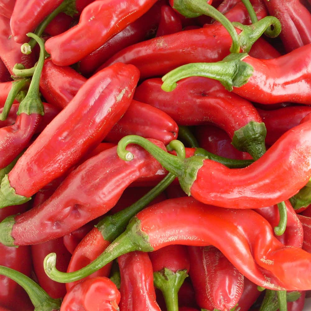 Hot Pepper, Szegedi 179 Paprika (Organic) - Image 2