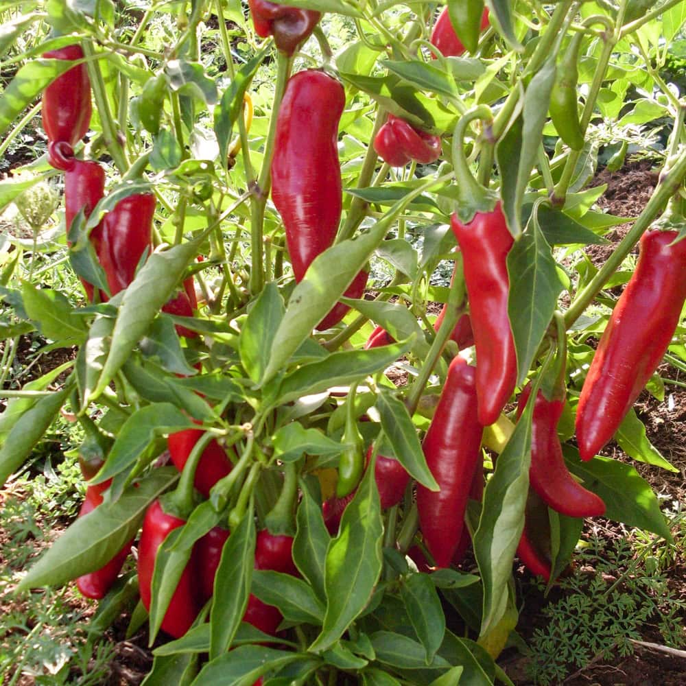 Hot Pepper, Szegedi 179 Paprika (Organic) - Image 3