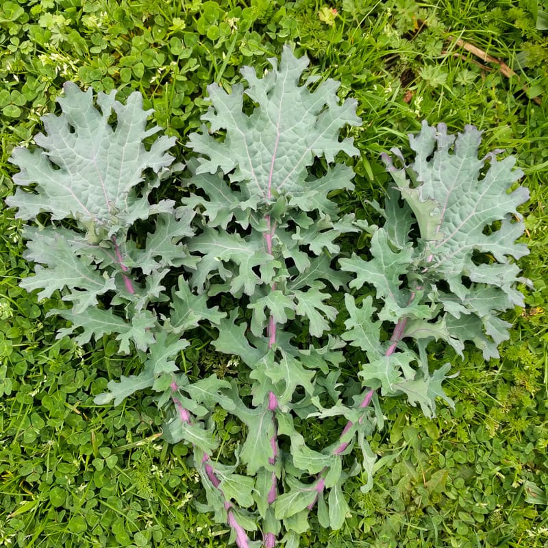 Kale, Russian Hunger Gap (Organic)