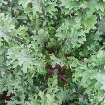 Russian Hungar Gap Kale Organic Russian Hungar Gap Kale seed