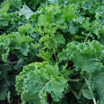 Organic Pentland Brig Kale Seed
