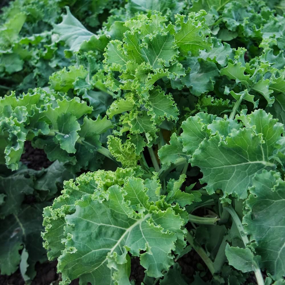 Organic Pentland Brig Kale Seed