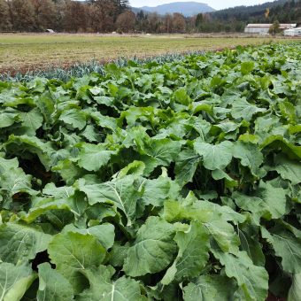 Organic Sutherland Kale Seed