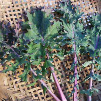 Kale, Western Front (Organic)