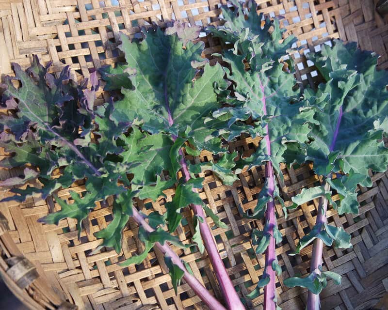 Kale, Western Front (Organic)