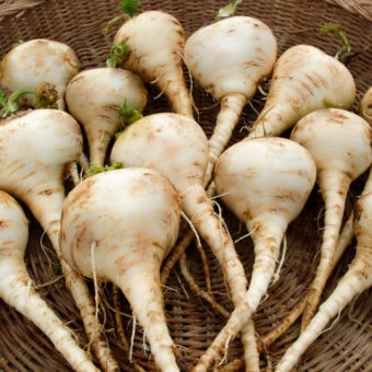 Parsnip, Kral Russian (Organic)