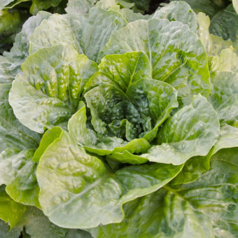 Romulus Lettuce