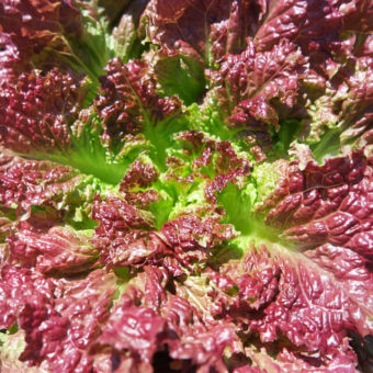 Lettuce, Garnet Looseleaf (Organic)