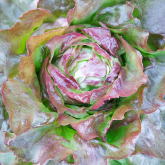 Lettuce, Sangria (Organic)