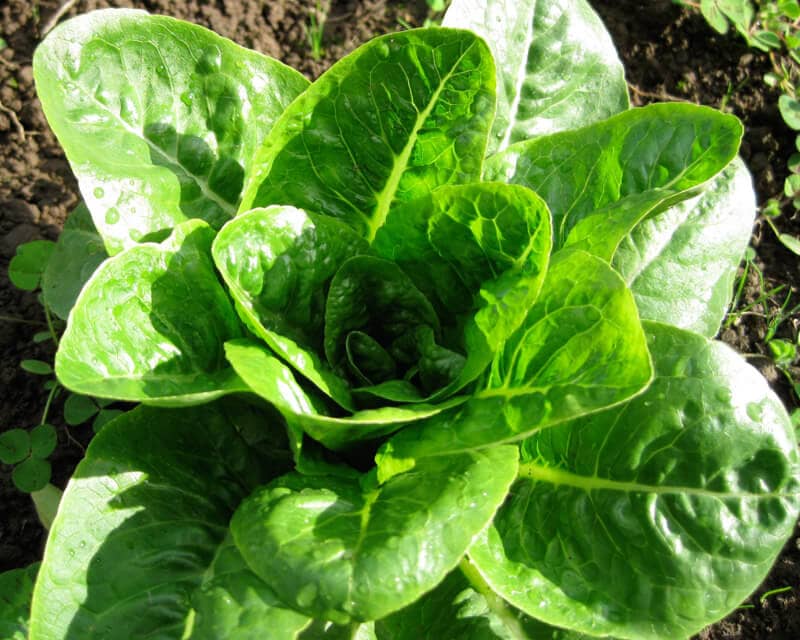 Lettuce, Stoke (Organic)