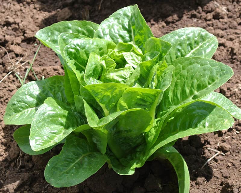 Lettuce, Stoke (Organic) - Image 2