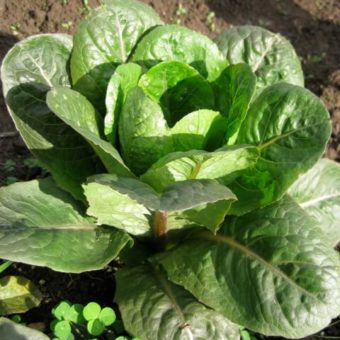 george richardson lettuce