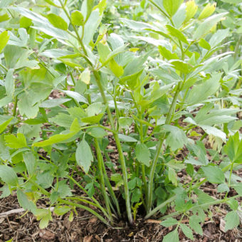 Lovage (Organic)