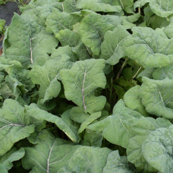 Kale, Madeley (Organic)