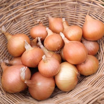 Maria Nagy's Transylvanian Yellow Onion Organic Seed