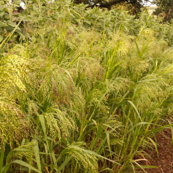 Millet, Juosves (Organic)