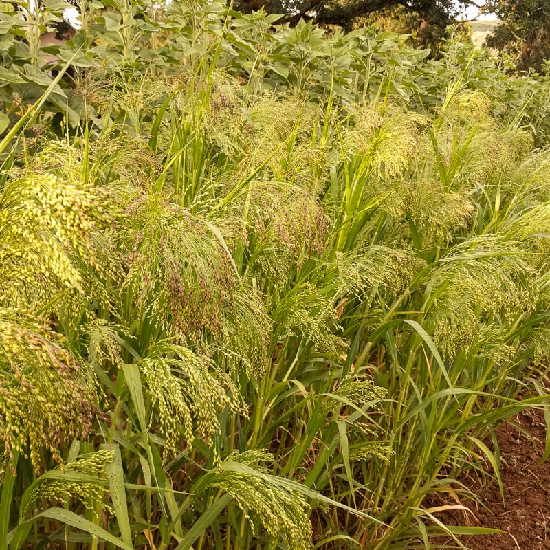 Millet, Juosves (Organic)