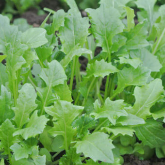 Mizspoona Salad Select (Organic)