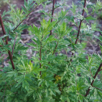 Organic Common Mugwort Seed