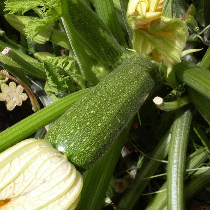 Zucchini, Mutabile (Organic) - Image 2