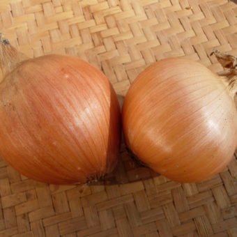 Onion, Newburg (Organic)