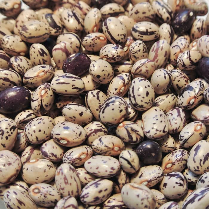O'Driscoll Pole Dry Bean