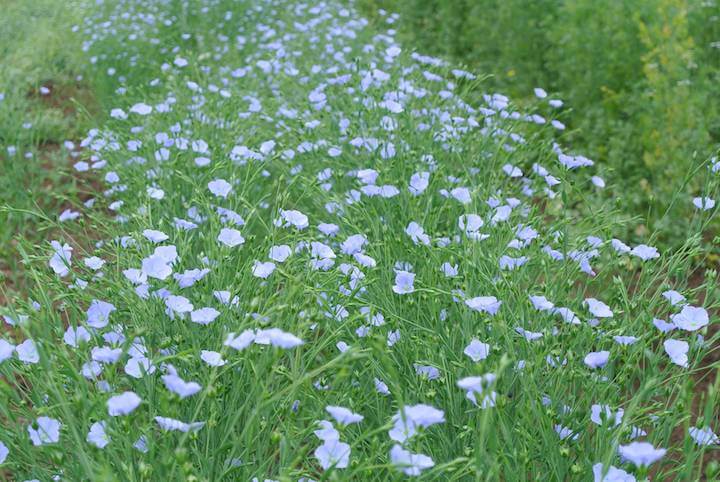 Flax, Foster (Organic)