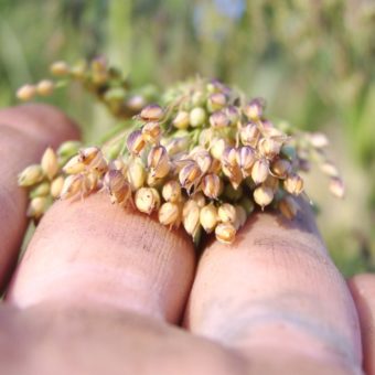 Millet Proso Juosves