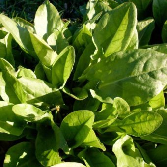 Sorrel, Transylvanian (Organic) Sorrel, Transylvanian (Organic)