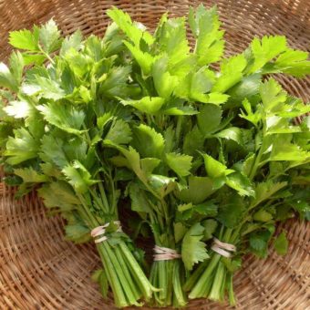 Celery, Hollow Pipe of Malines