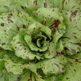 Chicory, Variegata di Castelfranco (Organic) Chicory, Variegata di Castelfranco (Organic)