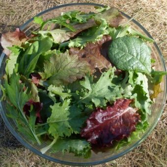 Delicious Diversity Mesclun Mix