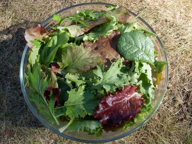 Delicious Diversity Mesclun Mix