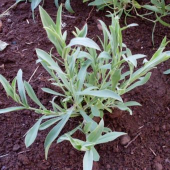 Scuplit, Silene Inflata (Organic)