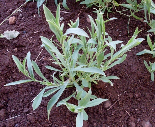 Scuplit, Silene Inflata (Organic)