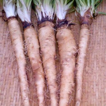 Salsify, Fiore Blu (Organic)