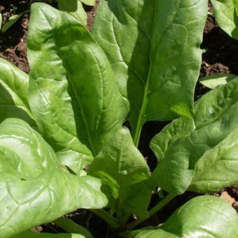 Spinach, Giant Winter (Organic)
