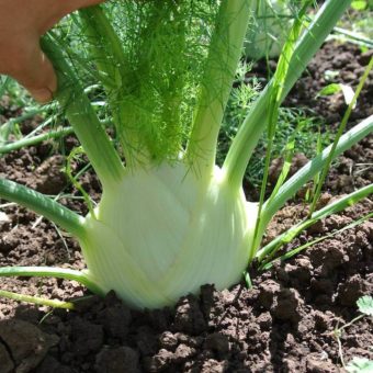 Fennel, Mantovano (Organic)