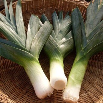 Leek, Mechelen Blue Green Winter (Organic)