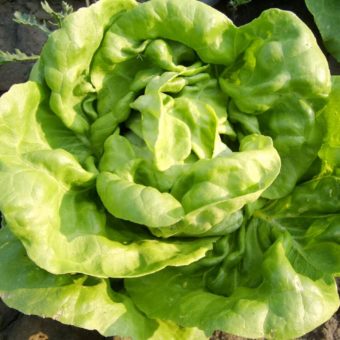 Lettuce, Bríwerí (Organic)