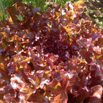 Lettuce, Cerise Oak Leaf (Organic)